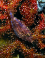   Juvenile Filefish trying blend soft coral  